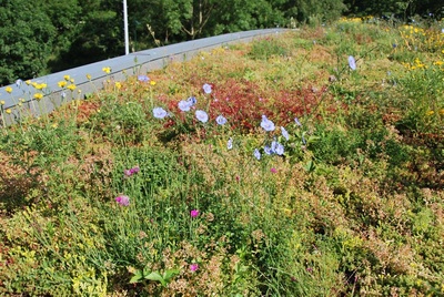 Roof Garden